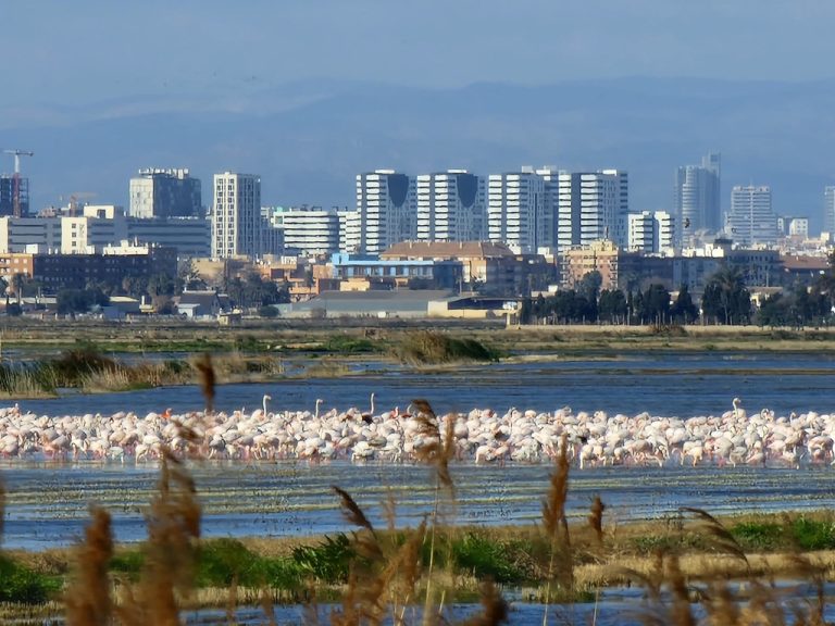 flamencos en la Albufera de Valencia