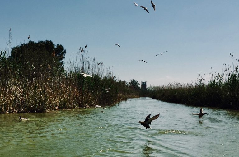 la fauna en la Albufera