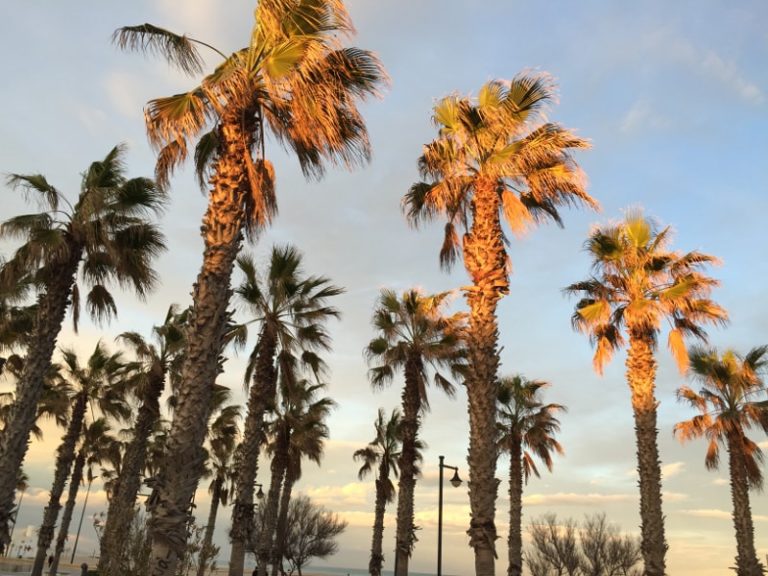 palmeras